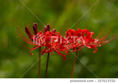 鮮紅蜘蛛百合和秋季圖像的特寫 鮮紅蜘蛛百合和秋季圖像的特寫 107615550