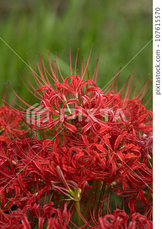 鮮紅蜘蛛百合和秋季圖像的特寫 鮮紅蜘蛛百合和秋季圖像的特寫 107615570