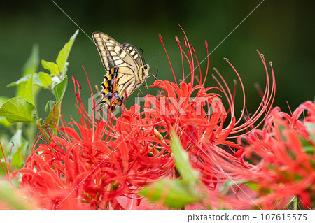 鮮紅蜘蛛百合和秋季圖像的特寫 鮮紅蜘蛛百合和秋季圖像的特寫 107615575