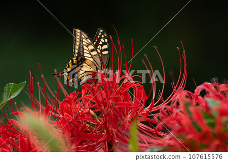 Close-up of bright red spider lily and autumn image Close-up of bright red spider lily and autumn image 107615576
