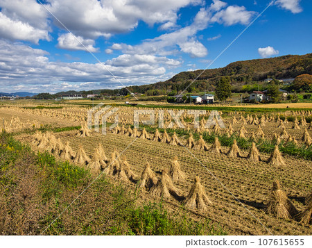 A landscape where the blue sky shines through drying rice straw after harvesting (rice straw stand) A landscape where the blue sky shines through drying rice straw after harvesting (rice straw stand) 107615655