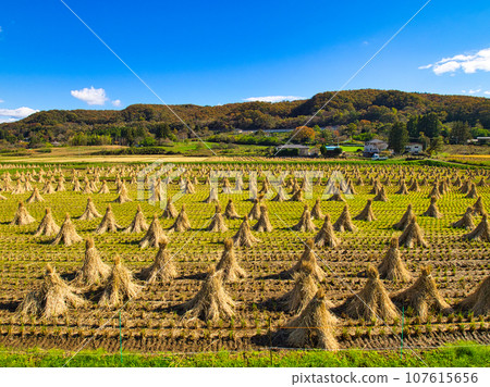 A landscape where the blue sky shines through drying rice straw after harvesting (rice straw stand) 107615656