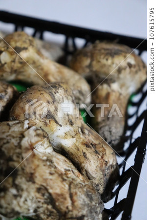 松茸蘑菇保存方法 瓦罐蒸煮 湯 秋季食慾 松茸採摘 秋季風味 箔紙烤 壽喜燒 奢侈品 107615795