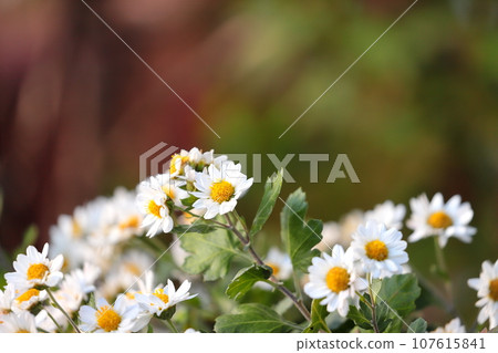 Close-up of small chrysanthemum 107615841