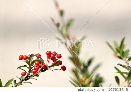 Pyracantha red fruit 107615846