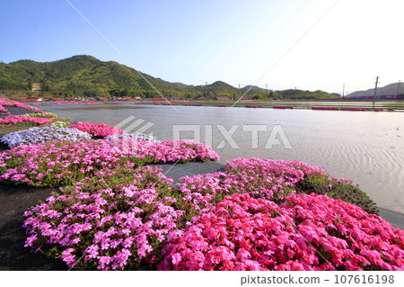 稻田旁盛開的芝櫻 稻田旁盛開的芝櫻 107616198