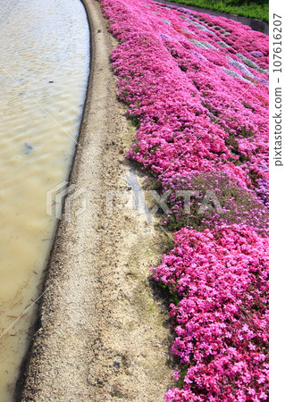 A ridge where beautiful Shibazakura blooms 107616207