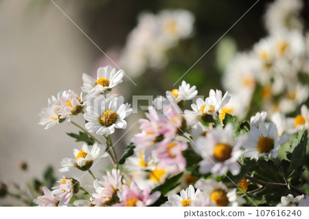 Close-up of small chrysanthemum 107616240