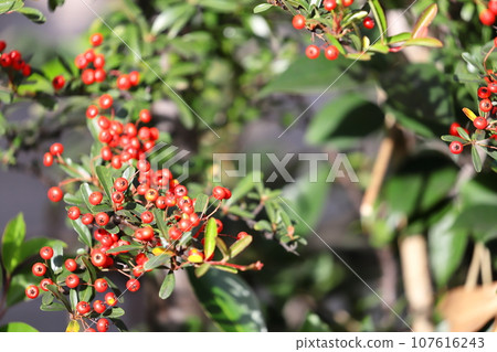 火棘紅色果實 火棘紅色果實 107616243