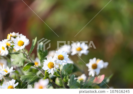 Close-up of small chrysanthemum 107616245