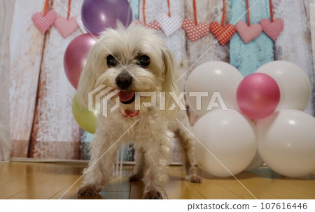 dog balloon birthday dog balloon birthday 107616446