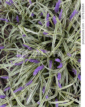 Variegated bush orchid 107616664