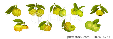 Garcinia Cambogia Fruit as South Tropical Species Vector Set Garcinia Cambogia Fruit as South Tropical Species Vector Set 107616754