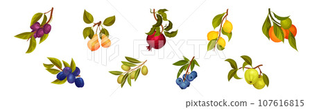 Ripe Garden Fruit Branch with Hanging Berry Vector Set 107616815