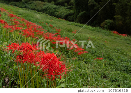 Autumn field where cluster amaryllis blooms 107616816
