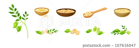 Chickpea Legume Plant in Bowl and Spoon Vector Set 107616847