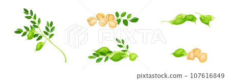 Chickpea Legume Plant with Green Stem with Pod Vector Set Chickpea Legume Plant with Green Stem with Pod Vector Set 107616849