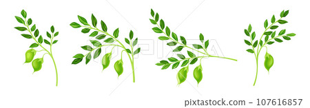 Chickpea Legume Plant with Green Stem with Pod Vector Set Chickpea Legume Plant with Green Stem with Pod Vector Set 107616857