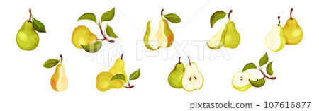 Green Pear Fruit with Stem and Leaf Vector Set 107616877