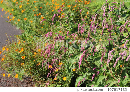 Red Japanese knotweed flowers blooming in the autumn park Red Japanese knotweed flowers blooming in the autumn park 107617183