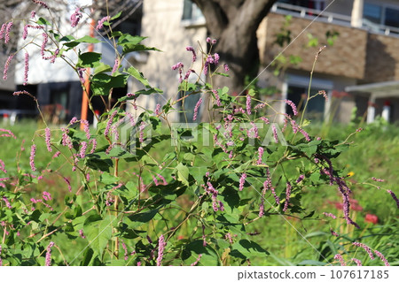 Red Japanese knotweed flowers blooming in the autumn park 107617185