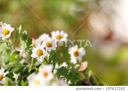Close-up of small chrysanthemum Close-up of small chrysanthemum 107617282