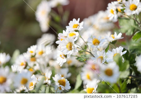 Close-up of small chrysanthemum 107617285