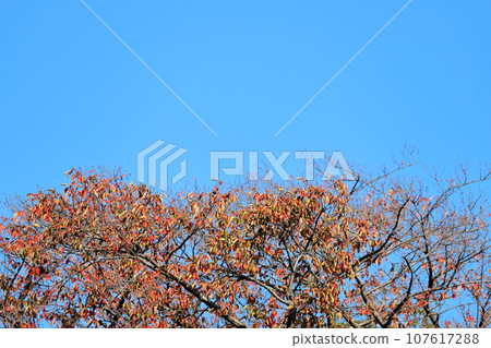 Cherry tree leaves and blue sky 107617288