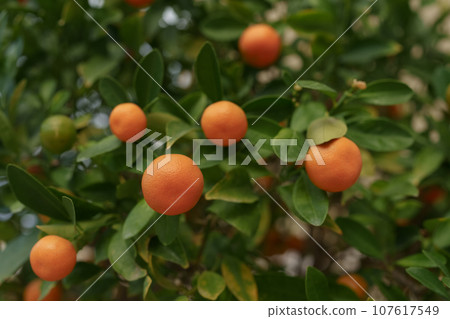 Closeup photo of ripe oranges on a tree Closeup photo of ripe oranges on a tree 107617549
