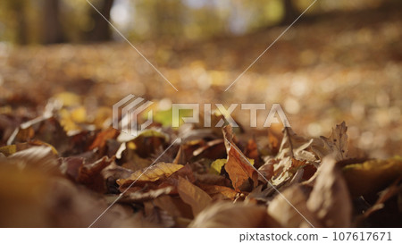 fallen autumn leaves on a ground in forest 107617671