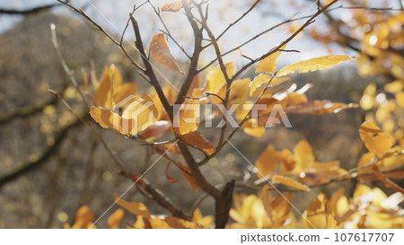 autumn leaves on a branch in october autumn leaves on a branch in october 107617707