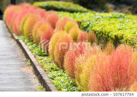 埼玉縣埼玉市大宮花之岡農林公園地膚 埼玉縣埼玉市大宮花之岡農林公園地膚 107617784