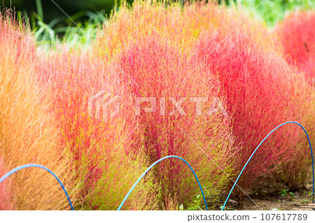 Kochia, Omiya Hananooka Agriculture and Forestry Park, Saitama City, Saitama Prefecture 107617789