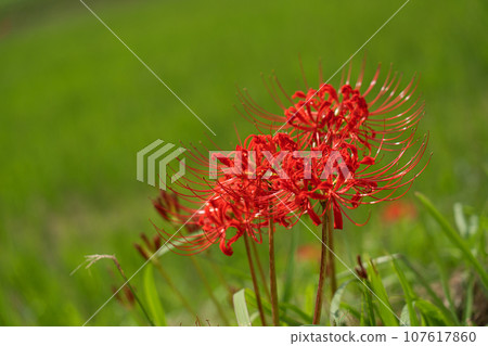 鮮紅蜘蛛百合和秋季圖像的特寫 鮮紅蜘蛛百合和秋季圖像的特寫 107617860