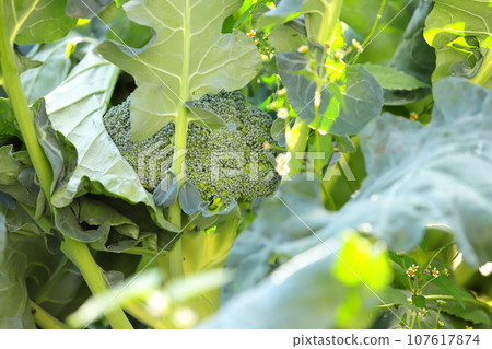 Broccoli field Broccoli field 107617874