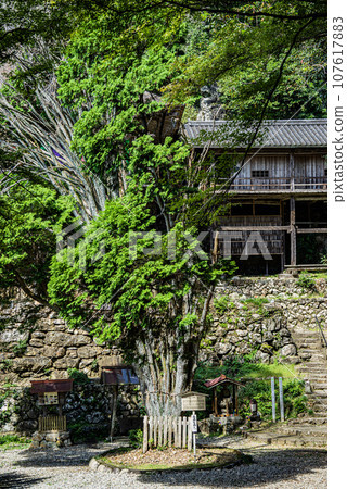 A view of the precincts of Nichiryubineji and Takazawa Kannon, a temple with a treasure pagoda donated by Masako Hojo A view of the precincts of Nichiryubineji and Takazawa Kannon, a temple with a treasure pagoda donated by Masako Hojo 107617883