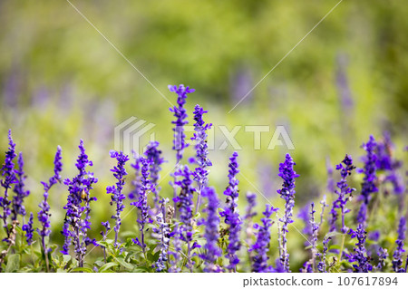 Omiya Hananooka Agriculture and Forestry Park, Saitama City, Saitama Prefecture, Blue Salvia Omiya Hananooka Agriculture and Forestry Park, Saitama City, Saitama Prefecture, Blue Salvia 107617894