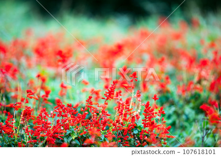 Salvia, Omiya Hananooka Agriculture and Forestry Park, Saitama City, Saitama Prefecture 107618101