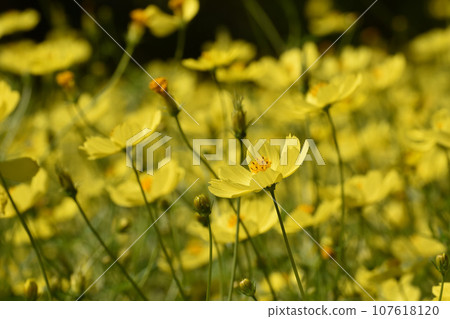 Yellow cosmos swaying in the autumn breeze 107618120