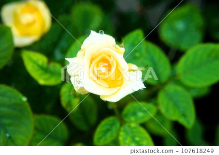 Yellow rose buds 107618249