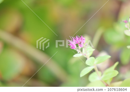 風鈴草的花 107618604