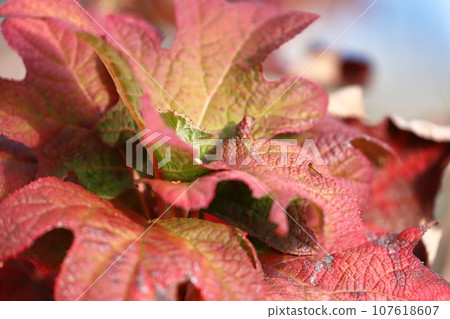 Autumn leaves of Kashiba Hydrangea 107618607