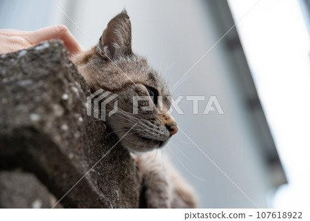 一隻放鬆的貓 107618922