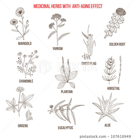 Collection of anti-aging herbs. Hand drawn vector illustration 107618949