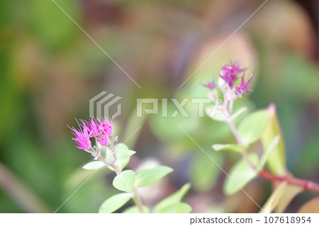 風鈴草的花 風鈴草的花 107618954