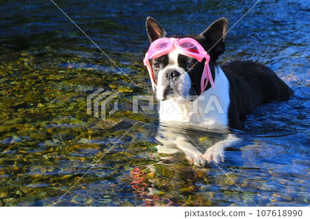Mighty, a Boston terrier wearing goggles, cools down in the clear stream of the Miyako River ♡ 107618990