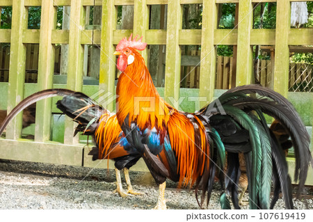 God's Messenger Chicken God's Messenger Chicken 107619419