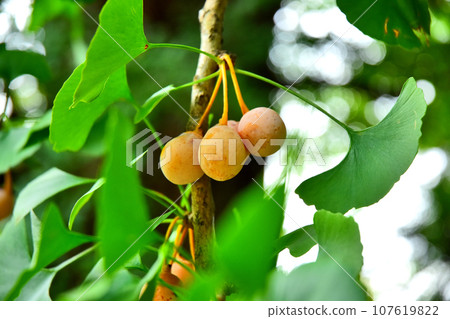 茨城縣水戶市八幡神社的銀杏樹 107619822