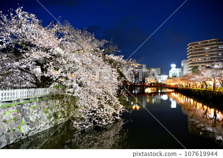 Kanto region, Odawara Castle, cherry blossoms at night, the bewitching weeping cherry blossoms of Umaya Kuruwa seen from the Mademon Dobashi bridge, Odawara City, Kanagawa Prefecture (5) 107619944