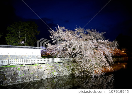Kanto region, Odawara Castle, cherry blossoms at night, the bewitching weeping cherry blossoms of Umaya Kuruwa seen from the Mademon Dobashi bridge, Odawara City, Kanagawa Prefecture (6) 107619945